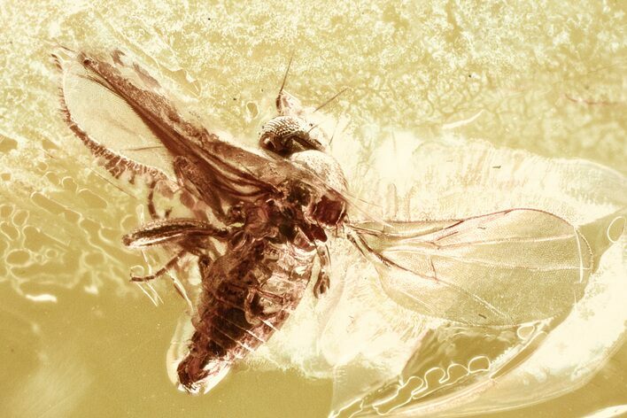 Detailed Fossil Dance Fly (Hybotidae) In Baltic Amber #328173